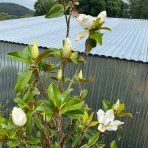 Magnólia veľkokvetá (Magnolia grandiflora) ´GALLISONIENSIS´ - výška 250-300 cm, kont. C180L (-17°C)